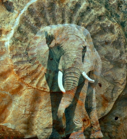 Ammonite Elephant