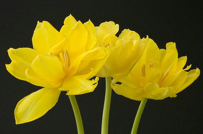 Tulip Trio, Alpharetta, GA