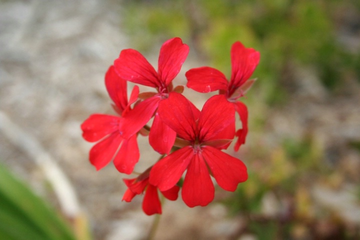 Red flowers