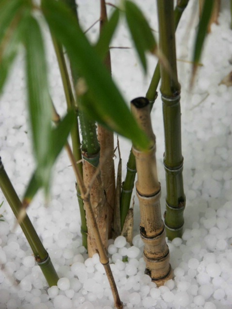 Spring Hail & Bamboo - ID: 1988418 © Karen Johnson