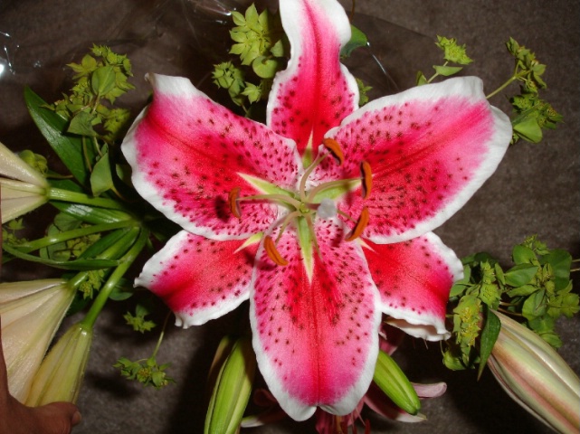 Lilly