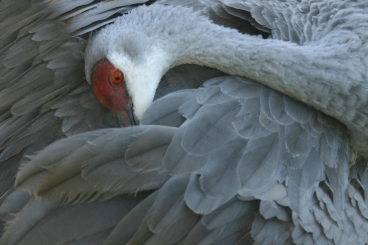 Sand Hill Crane