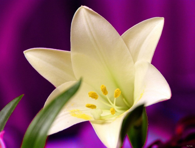 Easter Lilly