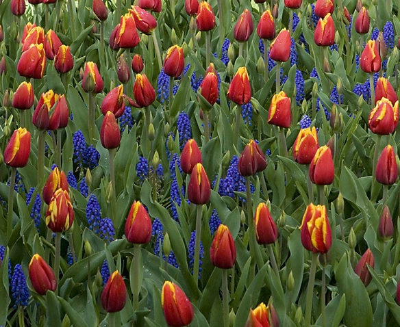 Tulip and Hyacinth Patterns - ID: 1989735 © John Tubbs