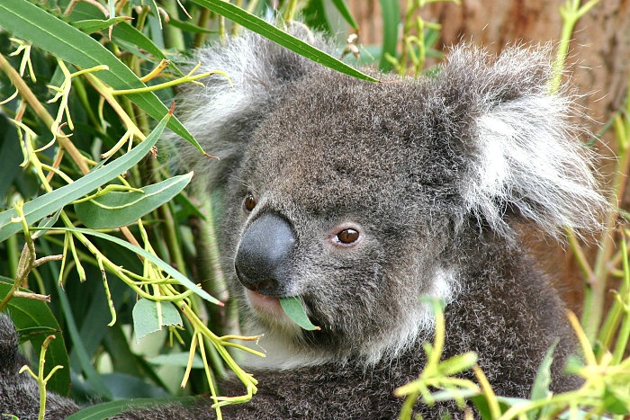 Koala Eating
