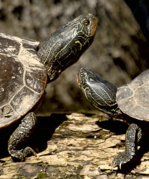 Turtles Basking-100% crop