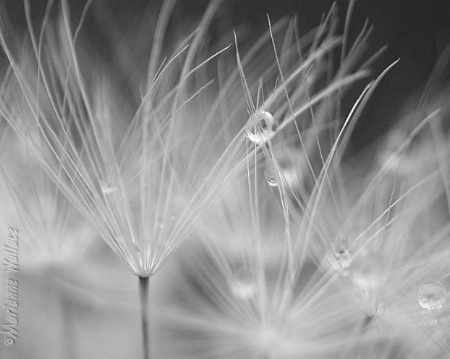 Raindrops on Whiskers