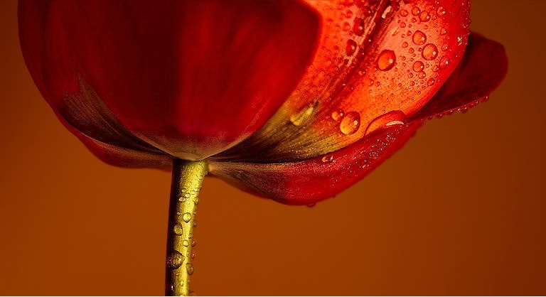 Photography Contest Grand Prize Winner - My Umbrella