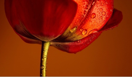 Photography Contest Grand Prize Winner - April 2006: My Umbrella