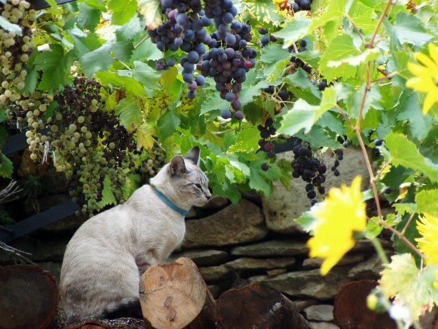 Cat in Provence