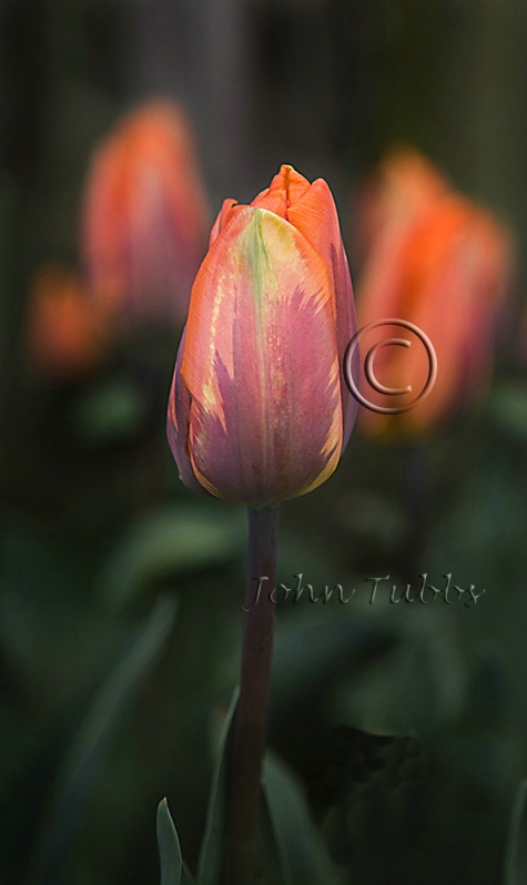 Tulip - ID: 1992840 © John Tubbs