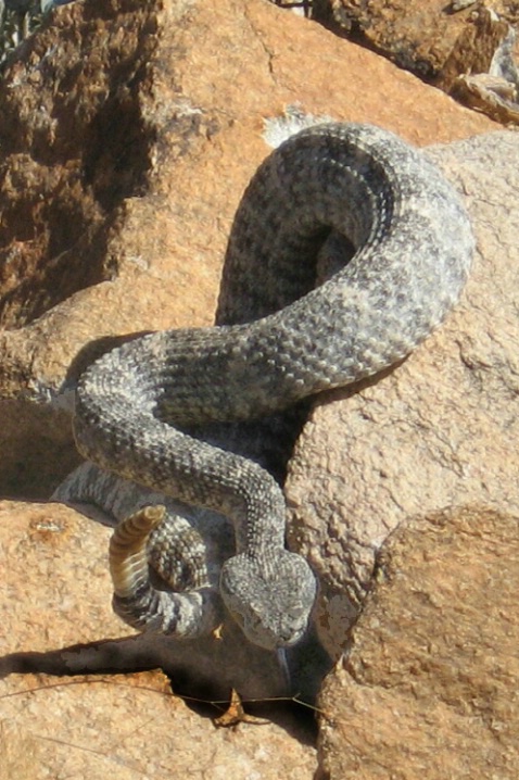 Rattlesnake III - White Tank Mountain Park  - ID: 1993087 © Patricia A. Casey