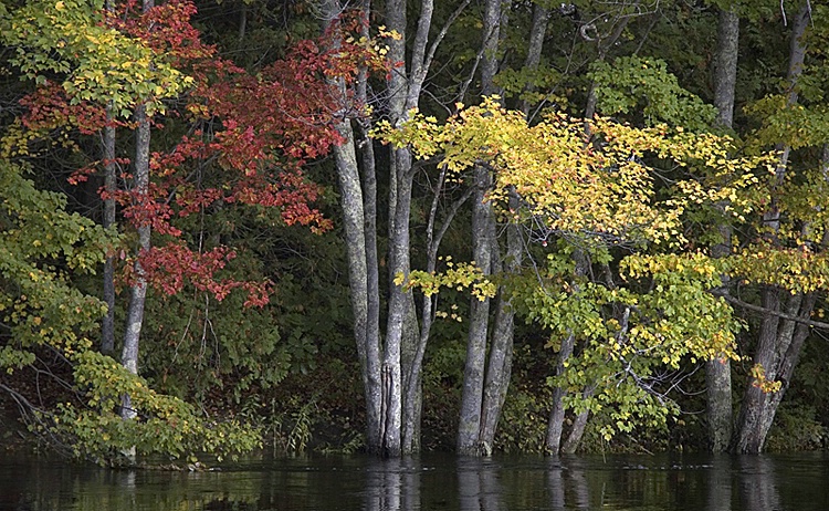 Maine autumn