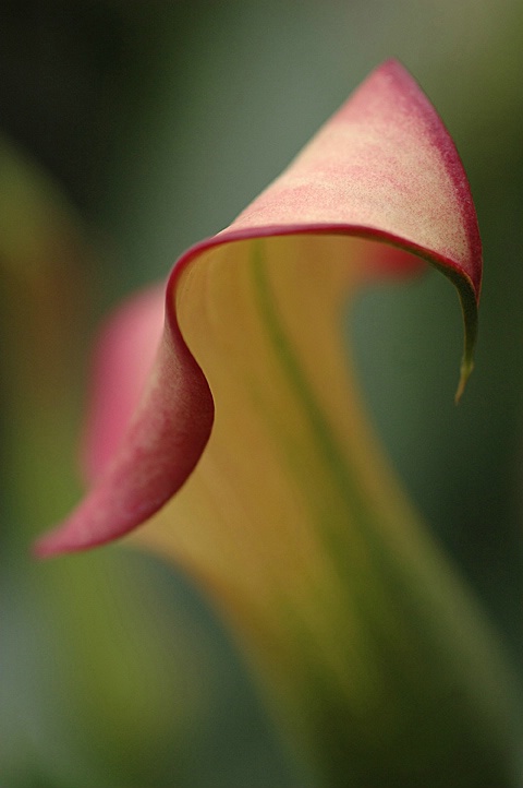 Calla Curves