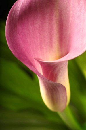 Calla Lily