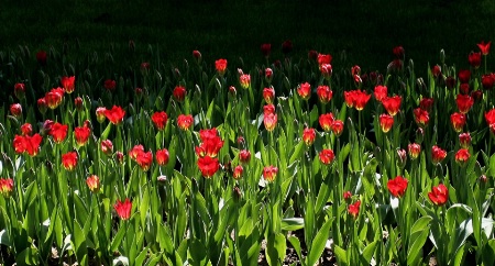 Tulip Garden