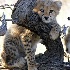 © Shirlee Cunningham PhotoID# 1997135: Cheetah Cub