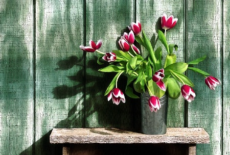 Spring Tulips