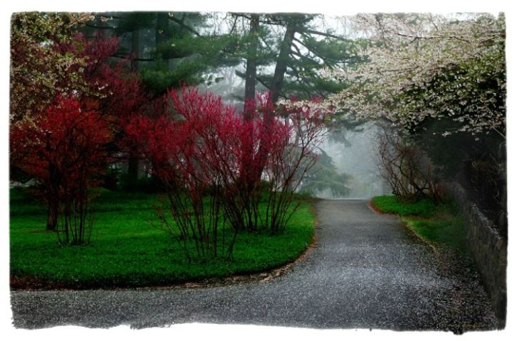 Foggy path at the NY Botanical Garden