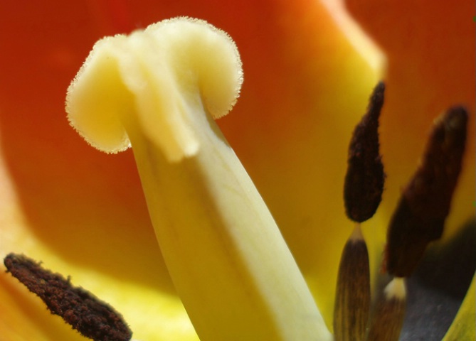 Stamen