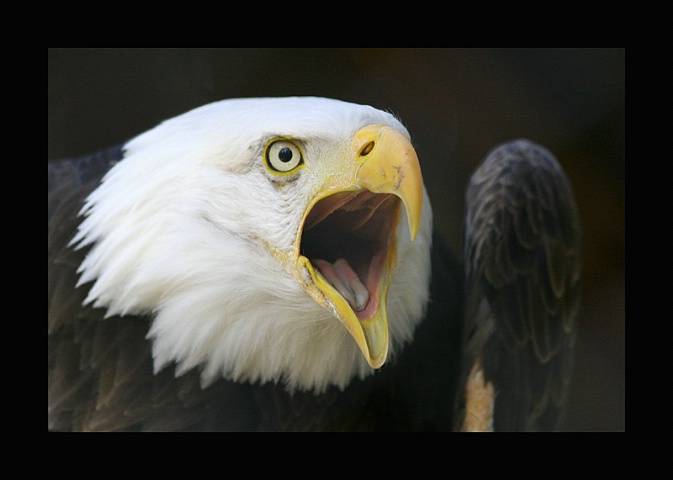 Eagle with Attitude......