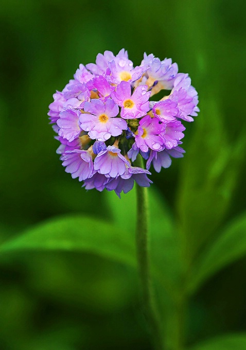 Primrose - ID: 2000149 © Janine Russell