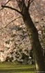 Cherry Blossoms a...