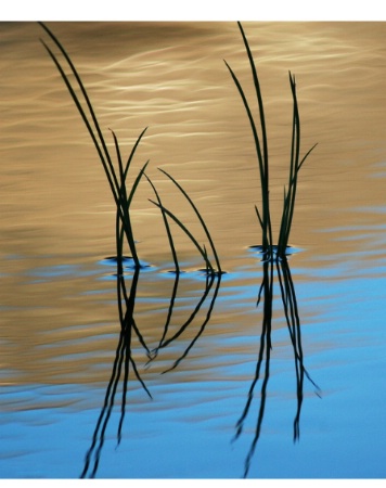 Water Reeds