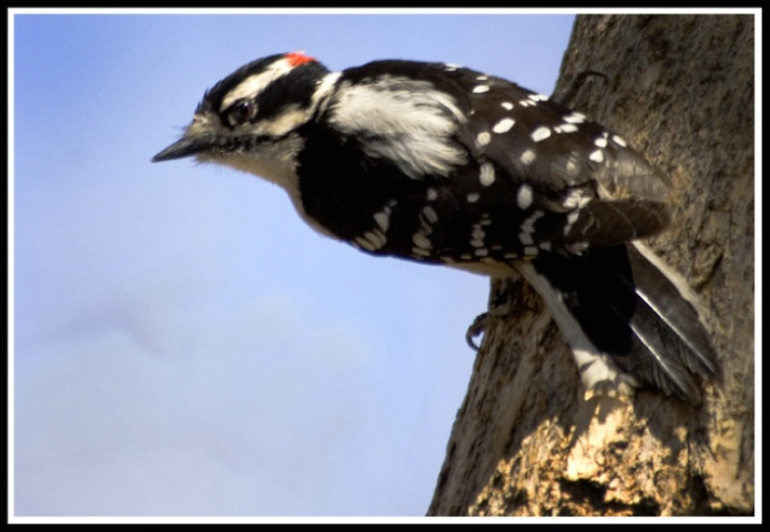 Downey Woodpecker  (M)
