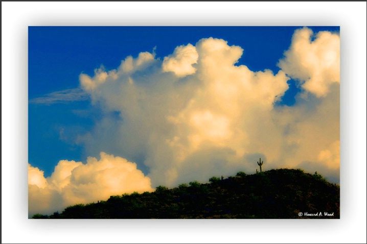 Lonely Saguaro