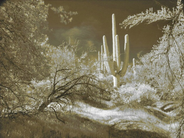 Infrared Desert