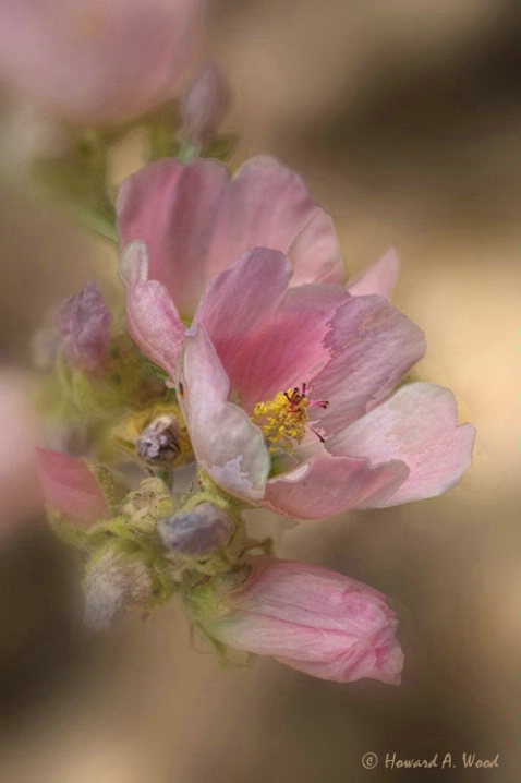 Globemallow...Arizona