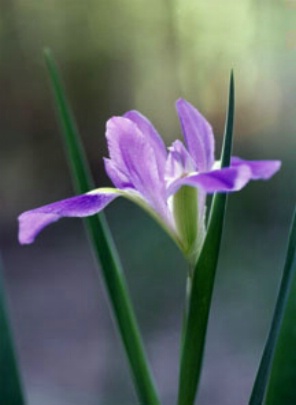Florida Iris