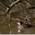 © Robert Hambley PhotoID # 2003945: Hooded Merganser