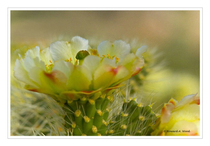 Cholla Cactus-Arizona