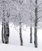 Snowy Aspens