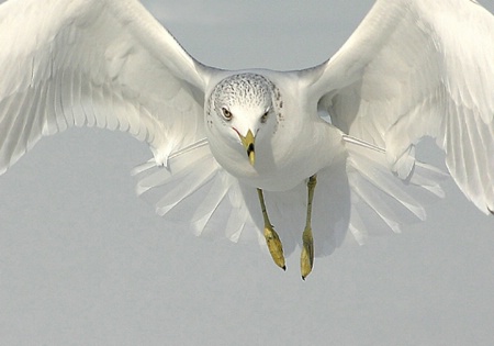 A Seagull Encounter , Close-Up