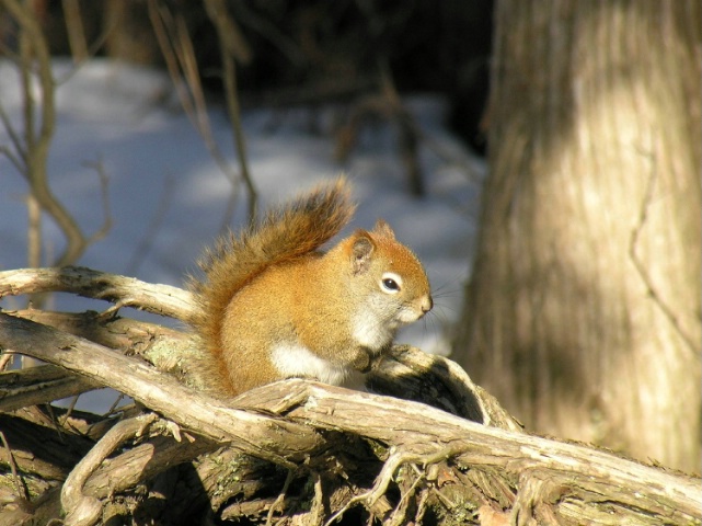 Red Squirrel