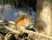 Red Squirrel