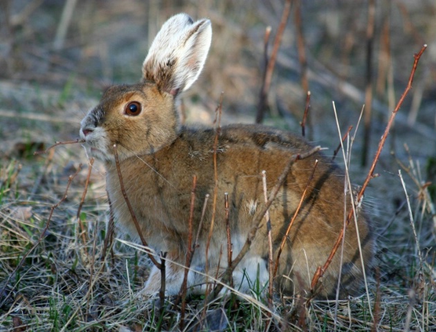 Rabbit