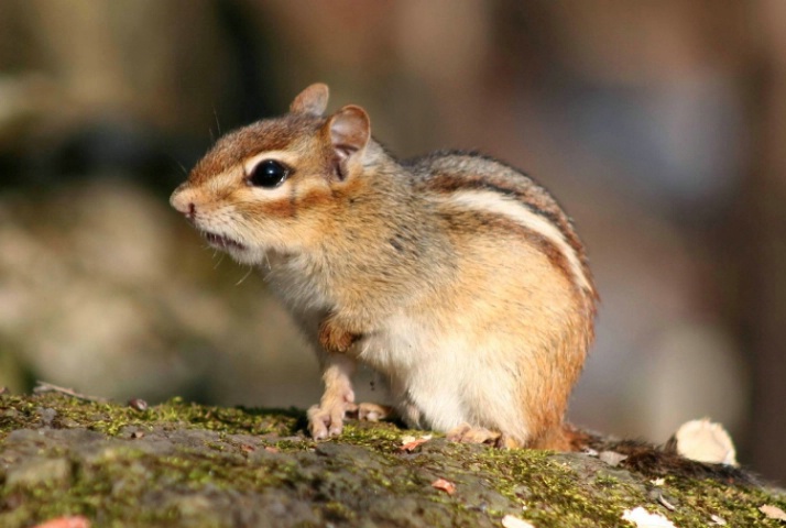 Chipmunk