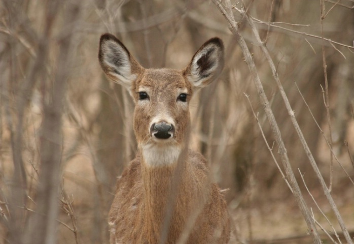 Beauty in the Forest