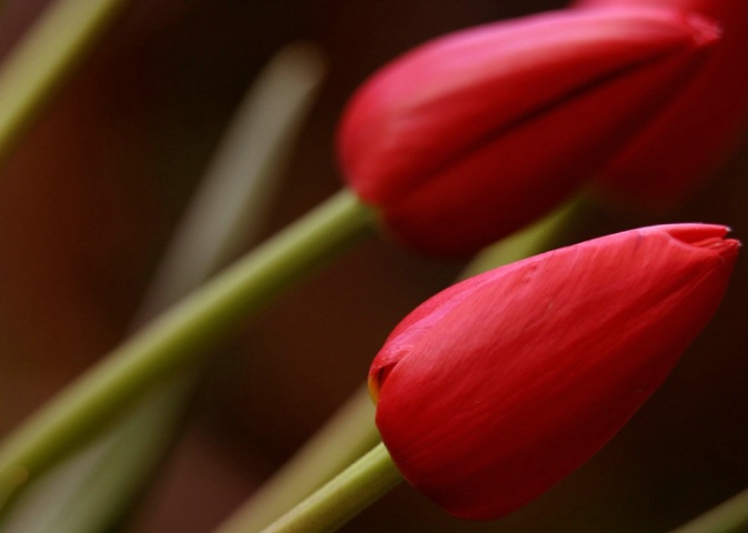 red tulips