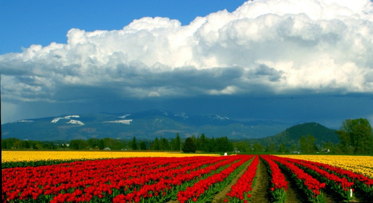 Tulips / Anacortes WA