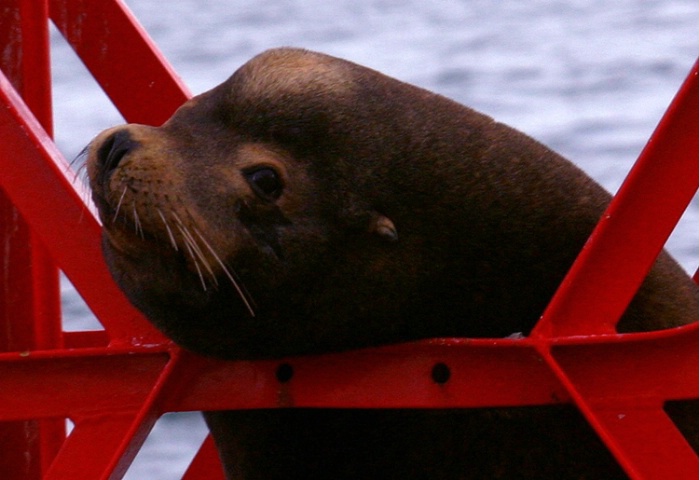 Harbor Seal