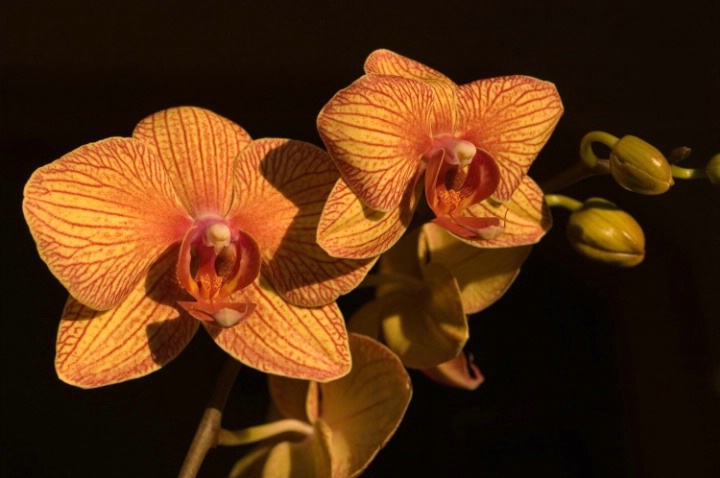 sun light orchids