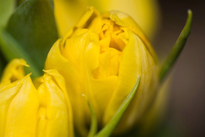 yellow tulips - ID: 2006388 © Sibylle Basel