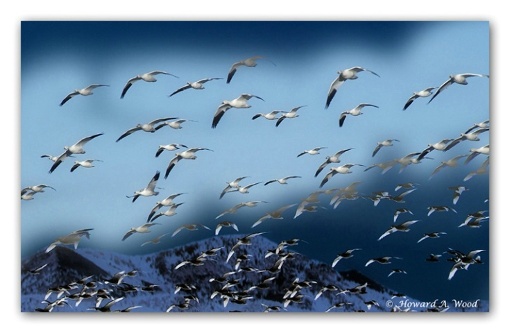Snow Geese Flight
