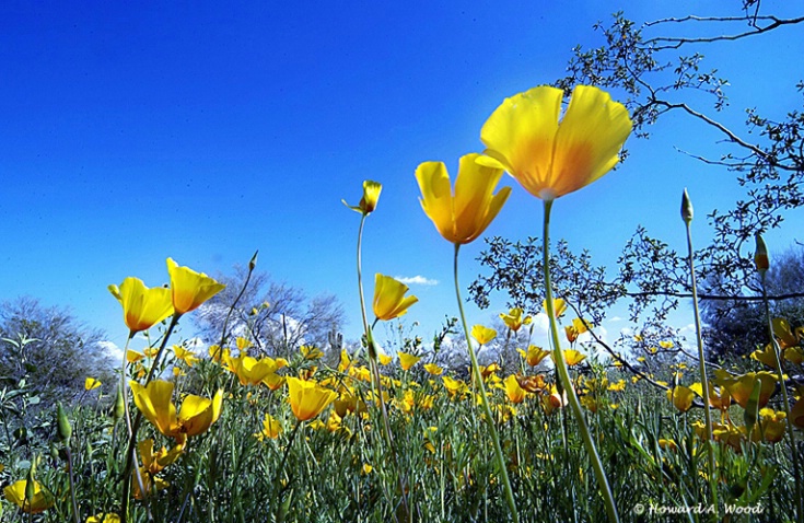 First Poppies of 2005