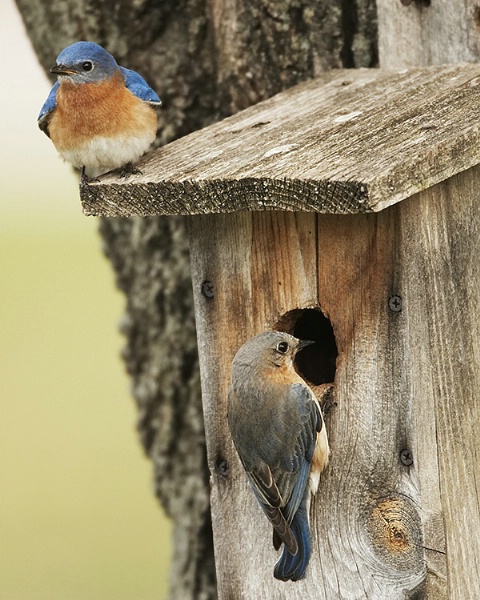 Eastern Bluebird on Nest Box
